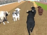 Bull Racing